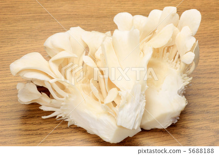 White Maitake 5688188