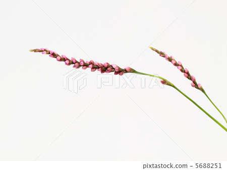 Flower of Inutaden 5688251