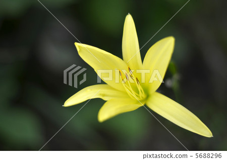 Yuusuge Yuusuge 5688296