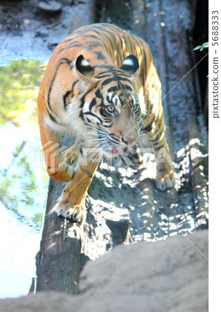 蘇門答臘虎 5688333