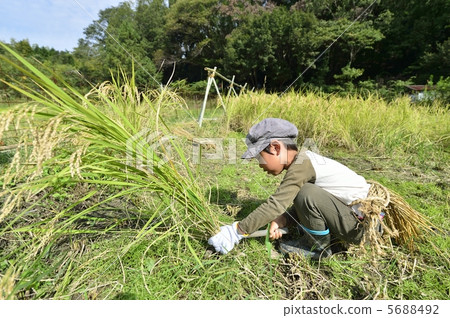 Rice reaping 5688492