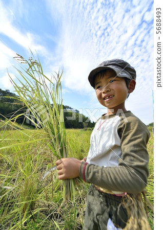 Rice reaping 5688493