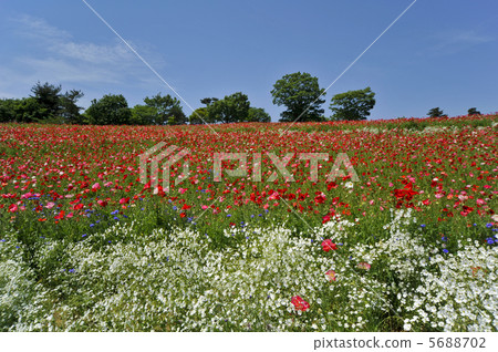 Poppy field Poppy field 5688702