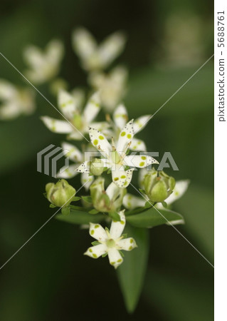 Akebonoso Akebonoso 5688761