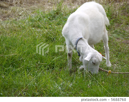 Baby goat Baby goat 5688768