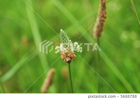 Stamen like horizontal flower and white flowers of Hara cigarette · Horizontal position Stamen like horizontal flower and white flowers of Hara cigarette · Horizontal position 5688788