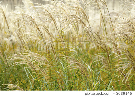 芒草 5689146