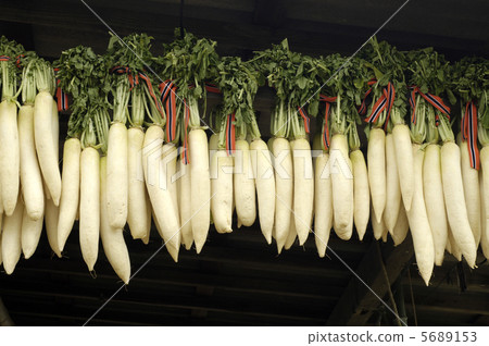 日本蘿蔔 5689153