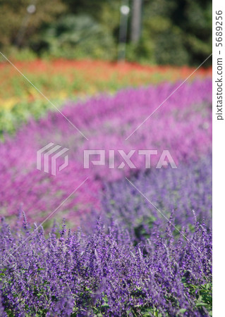 薰衣草鼠尾草的鼠尾草色彩漸變 5689256
