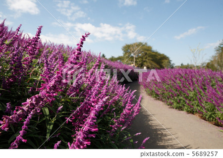 紫水晶賢者的綻放之路 紫水晶賢者的綻放之路 5689257