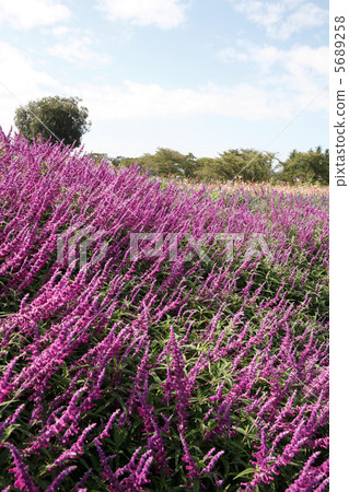 Amethyst Sage in full bloom Amethyst Sage in full bloom 5689258