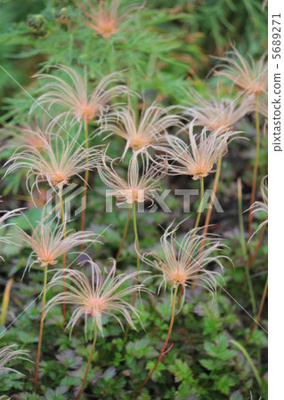 刺痛水果 刺痛水果 5689271