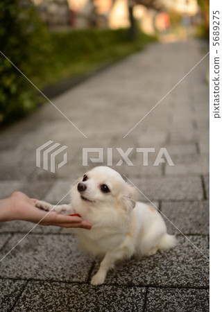Chihuahua Chihuahua 5689275