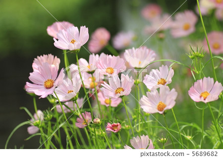 Cosmos 5689682