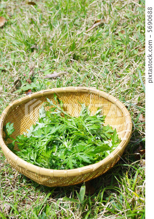 Spring wormwood picking 5690688