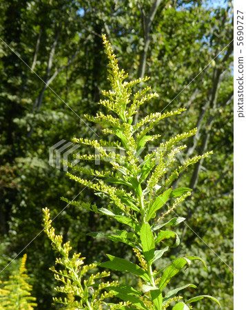 Seiitakahawadanchi So (Tall Foam Growth) Seiitakahawadanchi So (Tall Foam Growth) 5690727