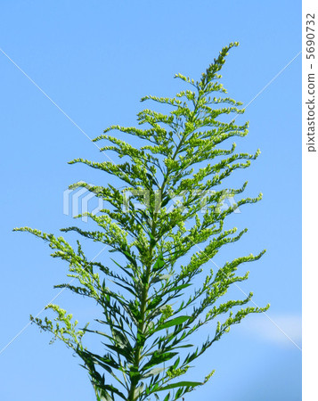 Seiitakahawadanchi So (Tall Foam Growth) 5690732