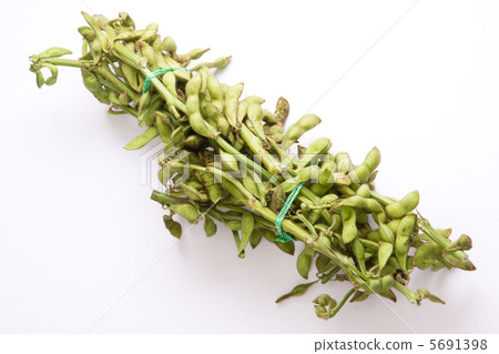 Tamba Sasayama生產的黑豆的毛豆 5691398