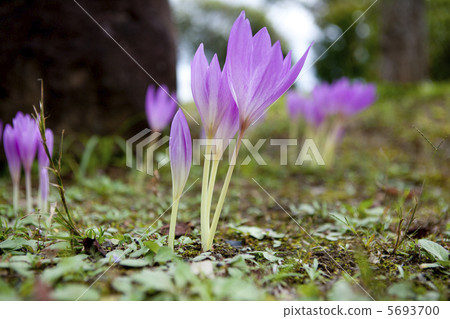 犬藏紅花 5693700