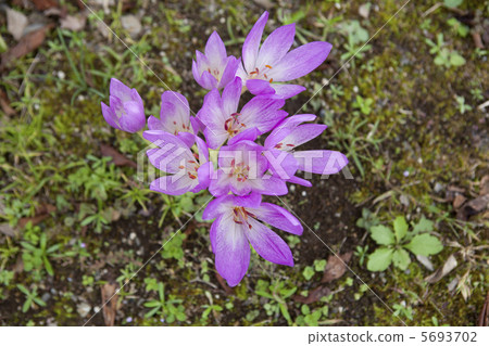 犬藏紅花 5693702