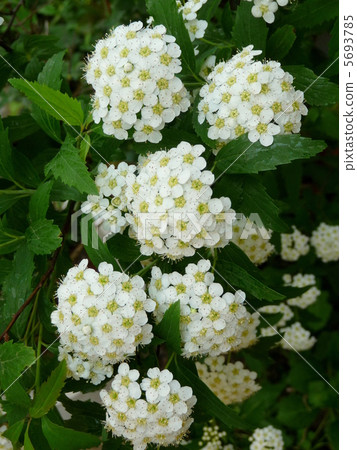 春天花Kodemari 5693785