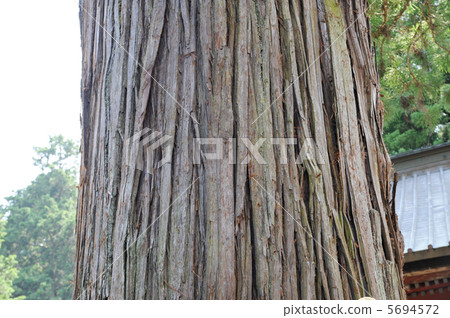 Cedar skin Cedar skin 5694572