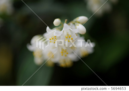 未知的花 5694653
