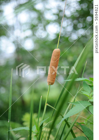 Ear of the Gama 5694821