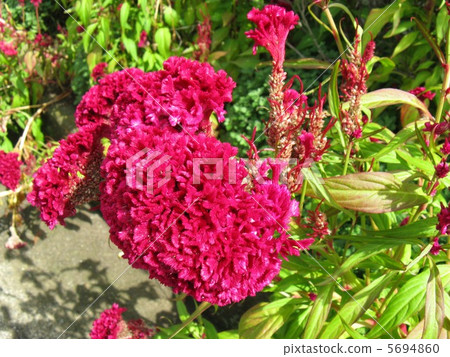 Flower resembles chicken crown (Tossaka) 5694860