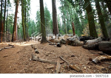 Seqwoya Seqwoya 5697318