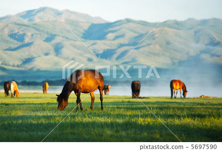 Horses Horses 5697590