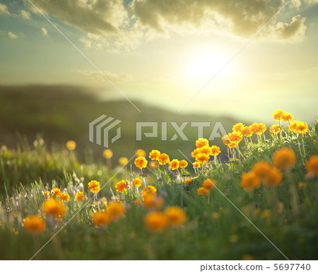 Meadow 5697740