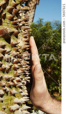 Exotic tree 5697821
