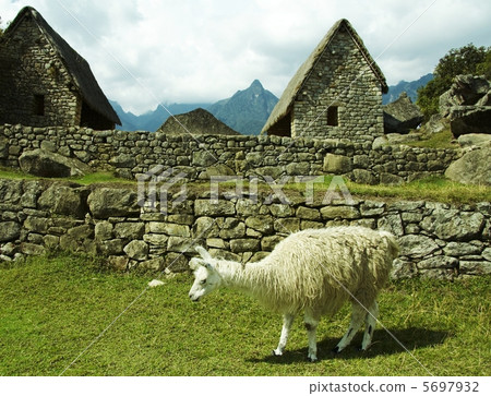 Llama in Machu-Picchu city Llama in Machu-Picchu city 5697932