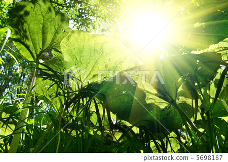 Green grass Green grass 5698187