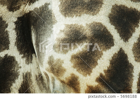 Giraffe texture Giraffe texture 5698188