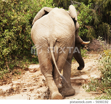 Elephant 5698192