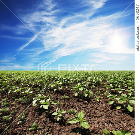 Sprout Sprout 5698247