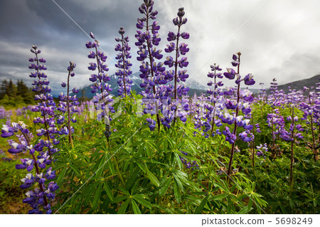 Alaska landscapes 5698249