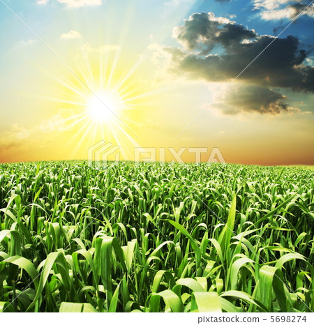 Field Field 5698274