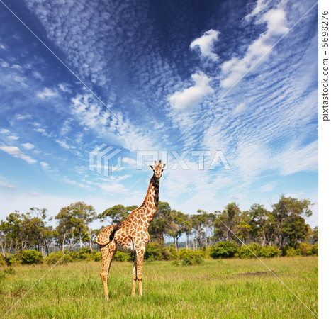 Giraffe 5698276