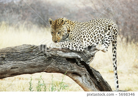 Leopard on tree 5698346