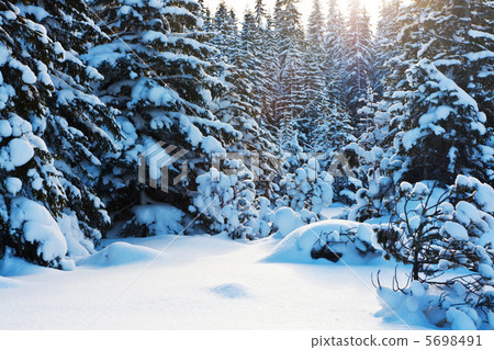 Frozen tree Frozen tree 5698491