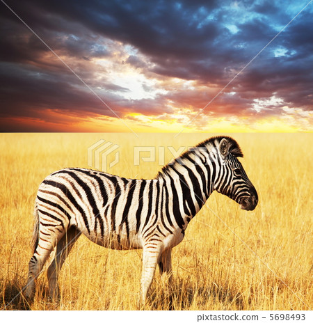 Zebra Zebra 5698493