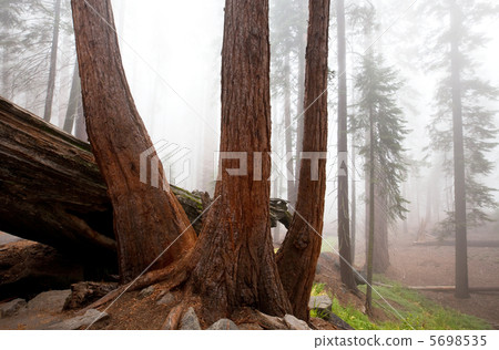 Sequoya Sequoya 5698535