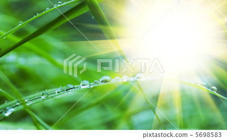 Drops on the grass 5698583