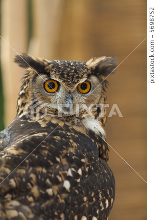 Bengal Eagleworm Bengal Eagleworm 5698752