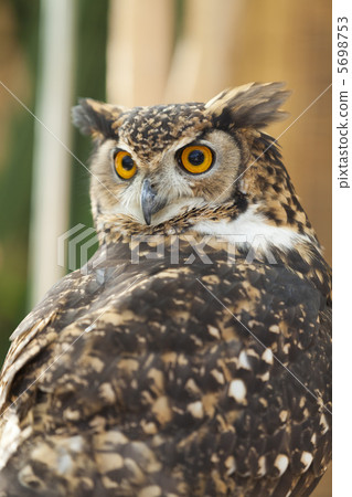 Bengal Eagleworm 5698753