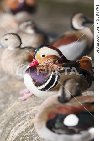 Oshidori Oshidori 5698761