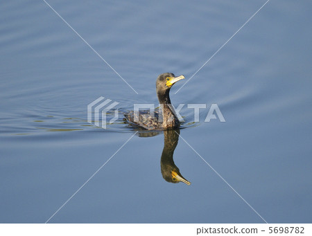 Tranquility Tranquility 5698782